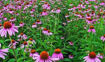 Echinacea