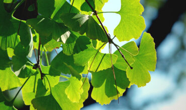 Ginkgo