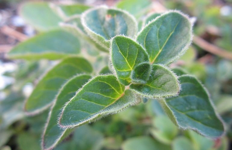 Oregano Leaf Closeup