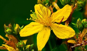 St. John’s wort