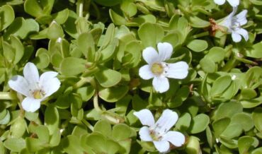 Bacopa