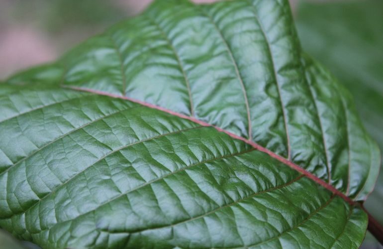 Closeup of Kratom Leaf