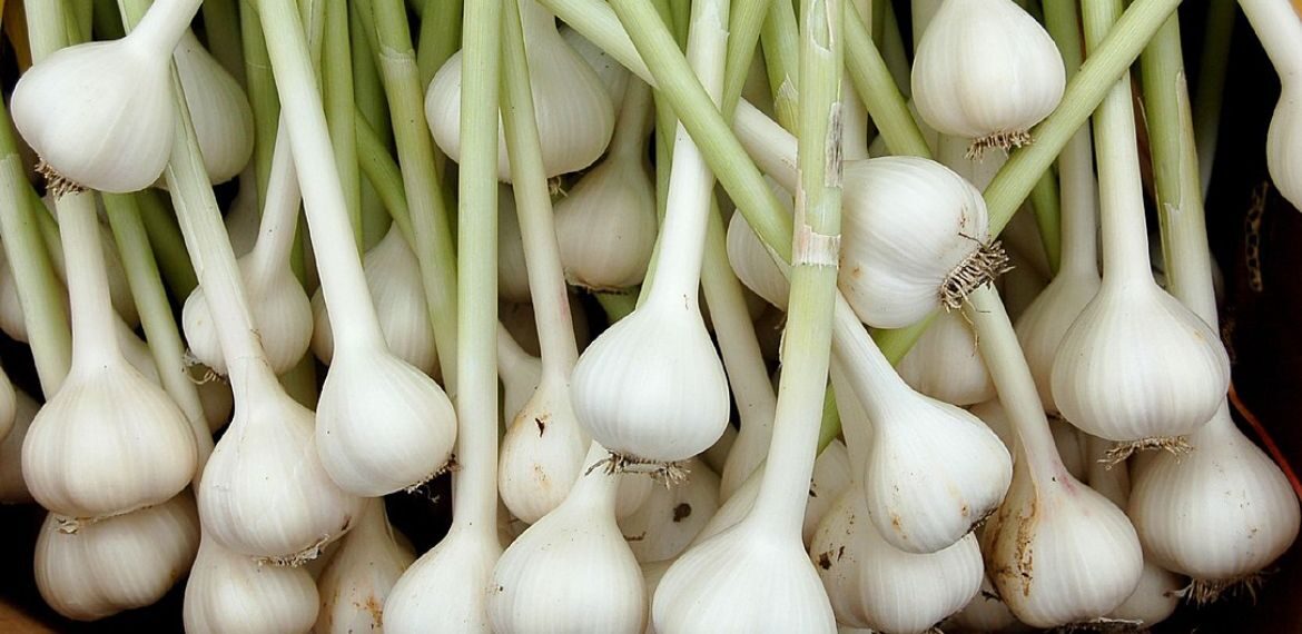 Garlic Plants with stems