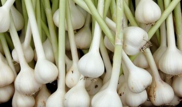 Garlic