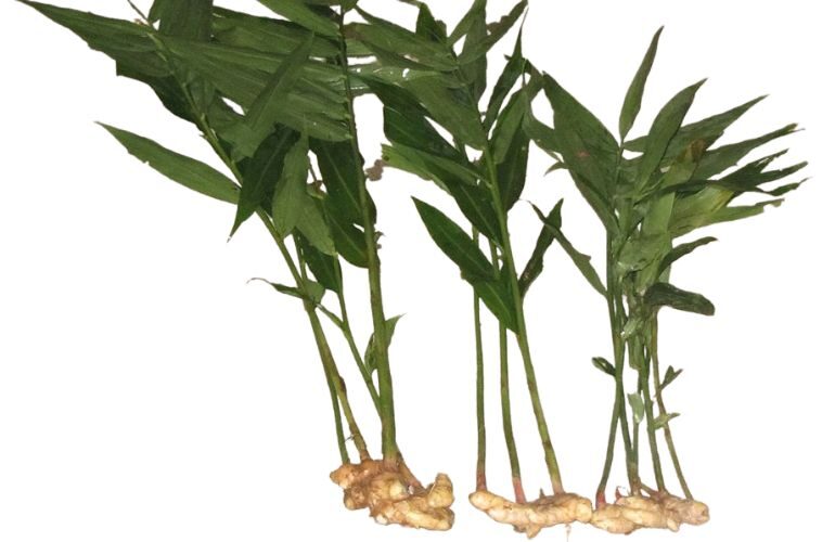 Ginger rhizomes with leaves