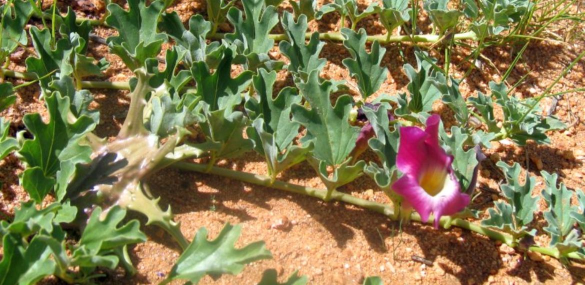 devil-s-claw-herbal-info