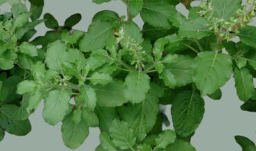 Holy Basil