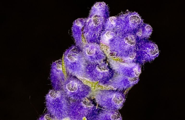 Lavender Flower closeup