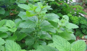 Lemon Balm