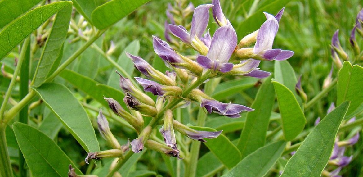 Licorice Herbal Info