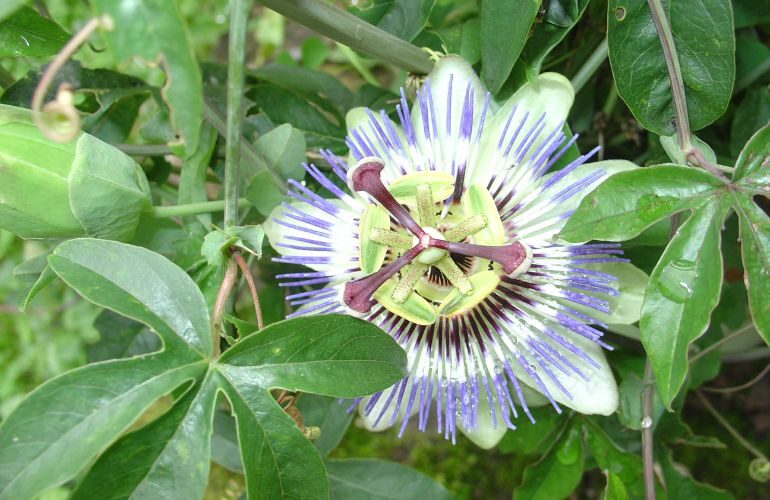 Passionflower - Leaves and Flower