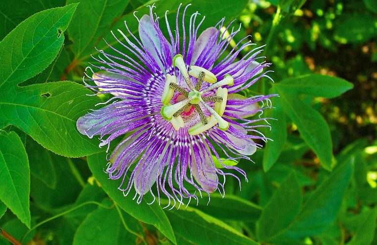 Passionflower Leaves and Flower