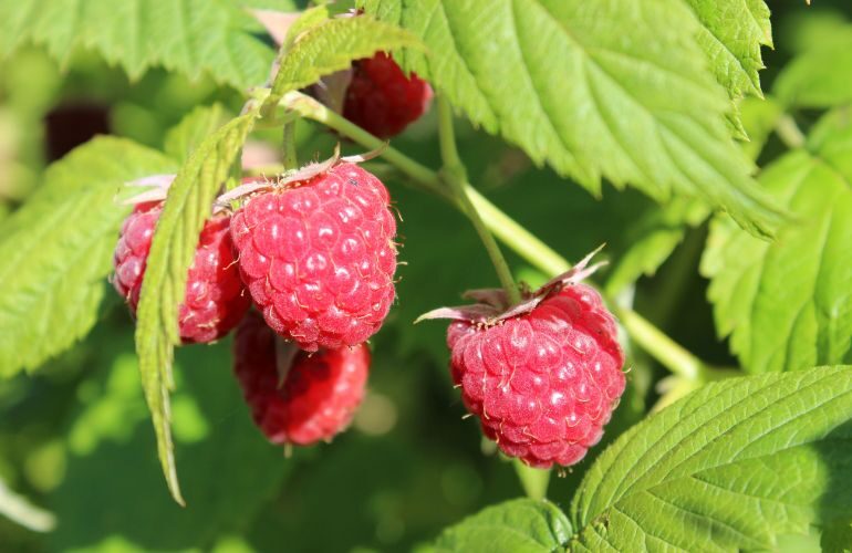 Raspberry fruit closeup