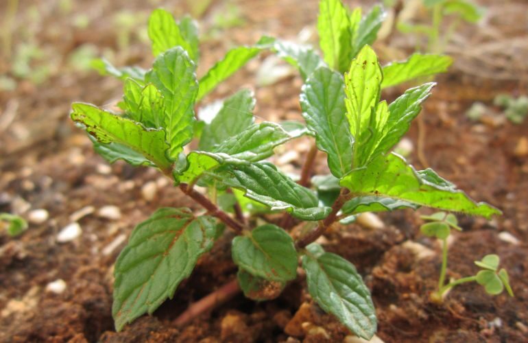 Small Peppermint plant