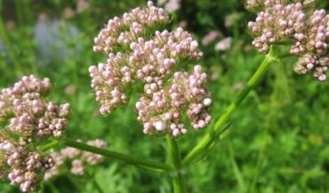 Valerian