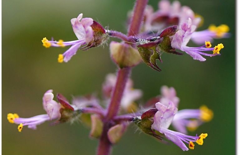 close up Holy Basil Flower